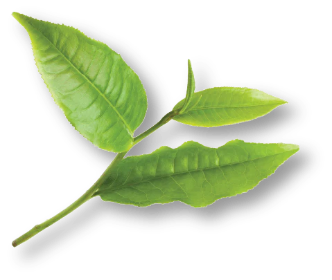 Tea Tree Eucalyptus Treatment Oil
