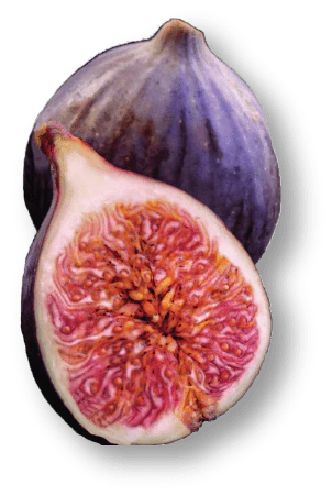 Fig Ultra Nourishing Intensive Body Treatment