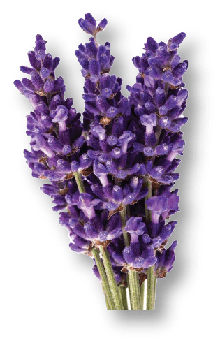 Lavender Replenishing Treatment Mist